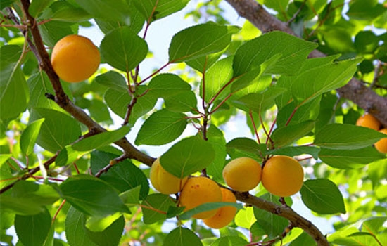 立夏吃個杏，到老沒有病