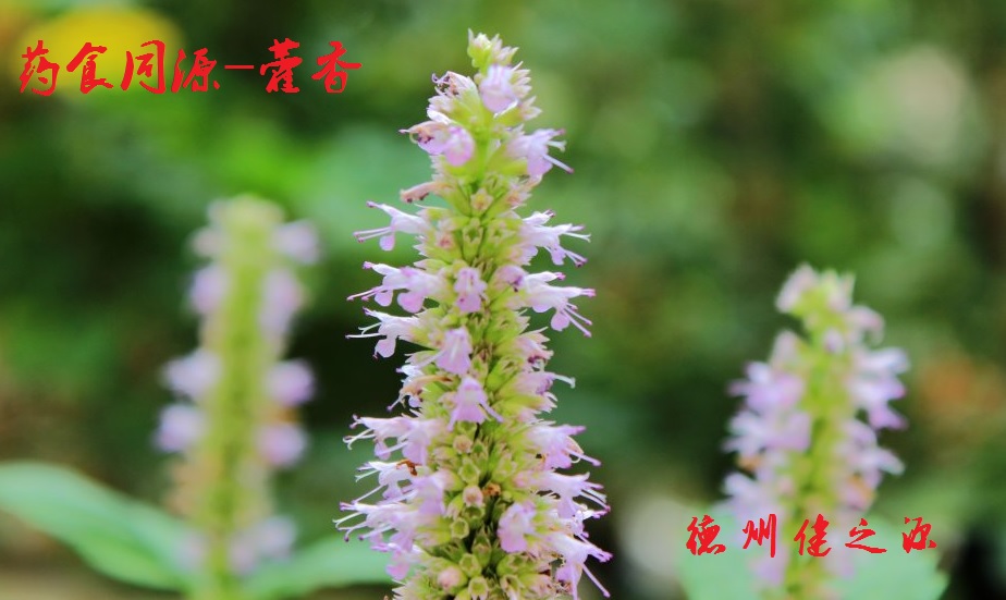 藿香薄荷茶，炎炎烈日的防暑茶