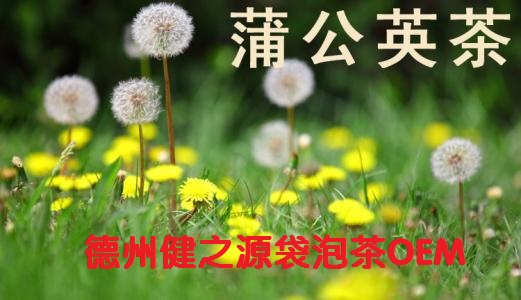蒲公英茶，今天您喝了嗎？