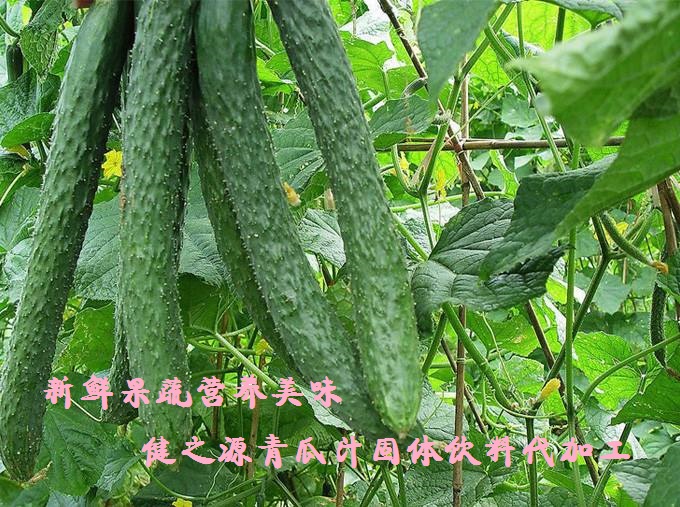 青瓜的六大營養(yǎng)價(jià)值，你知道嗎？